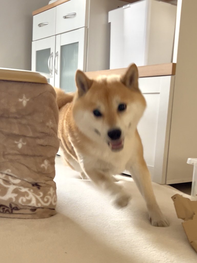 柴犬ふう太 (@fufufufufu_ta) / Posts / X