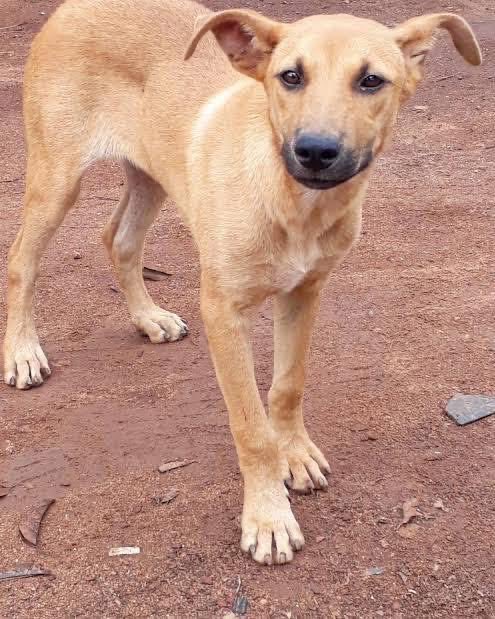 Thato_Rachidi's tweet image. No vaccines, no bathing, no spraying, no training, no feeding. Just pushing life and attending weddings and funerals😭…..