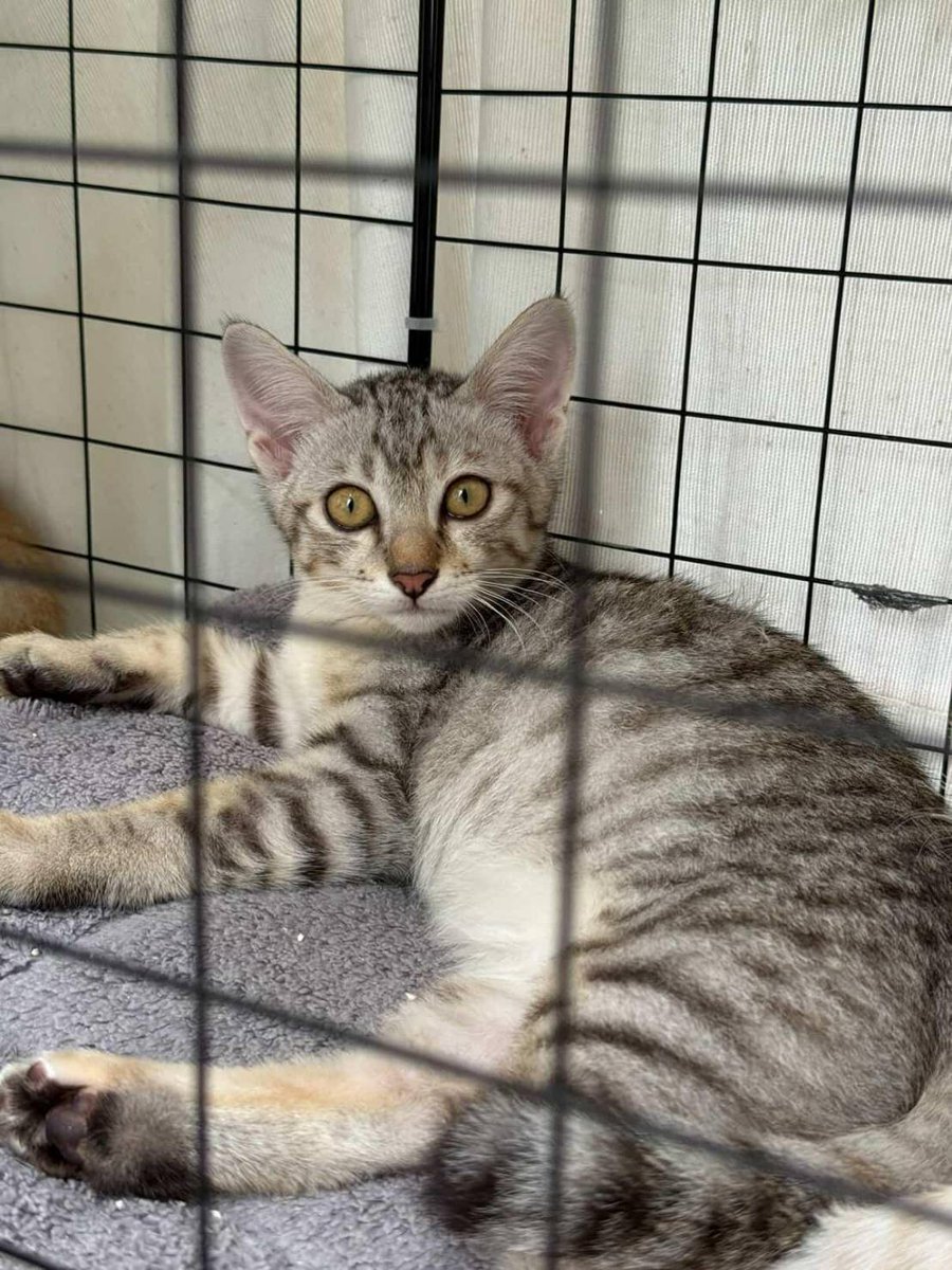 ไม่ควรมีแมวตัวไหนบนโลกใบนี้ต้องมาเป็นแมวจร tweet media