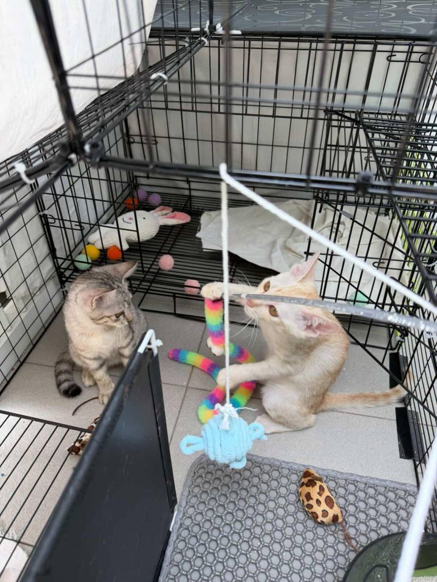 ไม่ควรมีแมวตัวไหนบนโลกใบนี้ต้องมาเป็นแมวจร tweet media