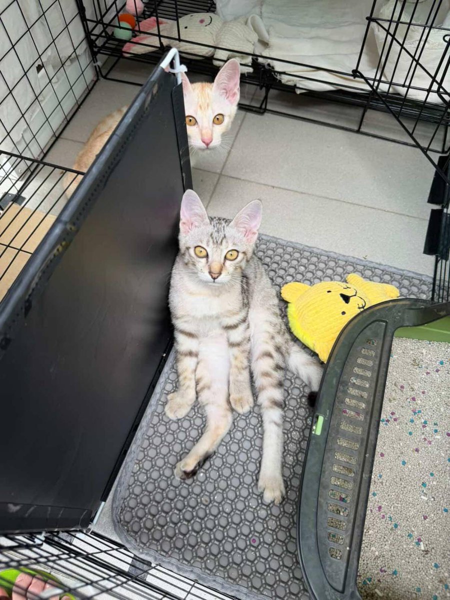 💘ช่วยมุงหนูหน่อยค่า
#พิจารณาบ้านคู่ก่อน
ด.ญ. ทั้งคู่ อายุ 3 เดือน 
✅ ปลอดโรค ทำวัคซีนแล้ว
* น้องมีนิสัยขี้กลัวเล็กน้อย ต้องการคนเข้าใจ และใส่ใจ 
ต้องการบ้านระบบปิด 100%
📌 พิกัดชลบุรี - กทม ยินดีไปส่งค่ะ
#ทาสแมว #แมวจรหาบ้าน #นทีร้อยเล่ห์ #XiaoZhanWBN2025 #ป๋อจ้านงานเดียวกัน