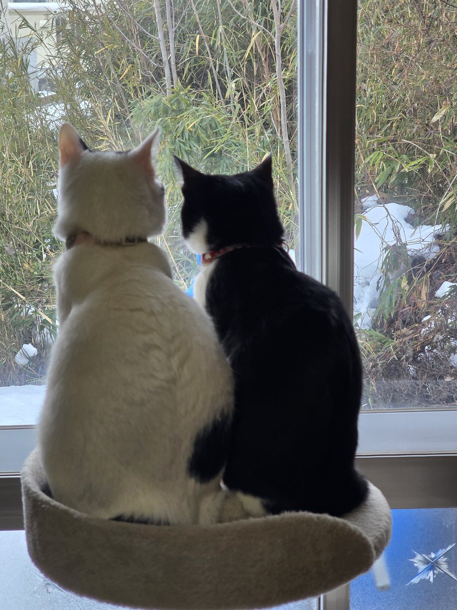 ja_Cha_Cha_Maru's tweet photo. 猫って癒される😊 https://t.co/kRP3PnIVmM