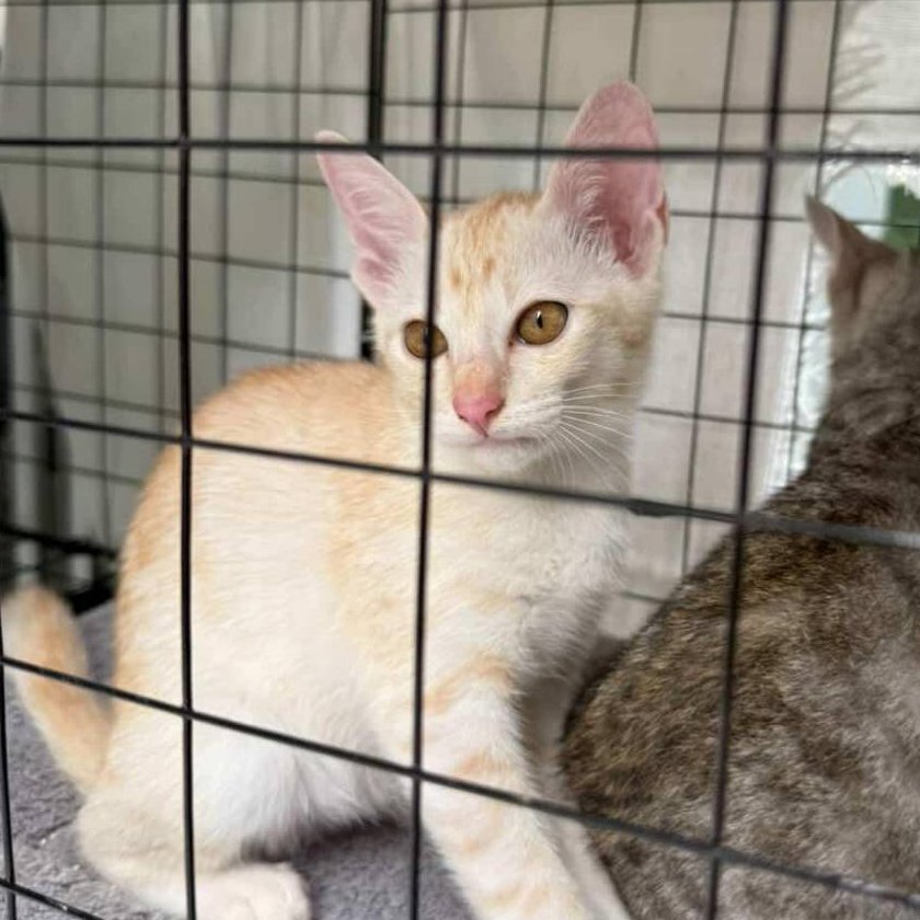 ไม่ควรมีแมวตัวไหนบนโลกใบนี้ต้องมาเป็นแมวจร tweet media