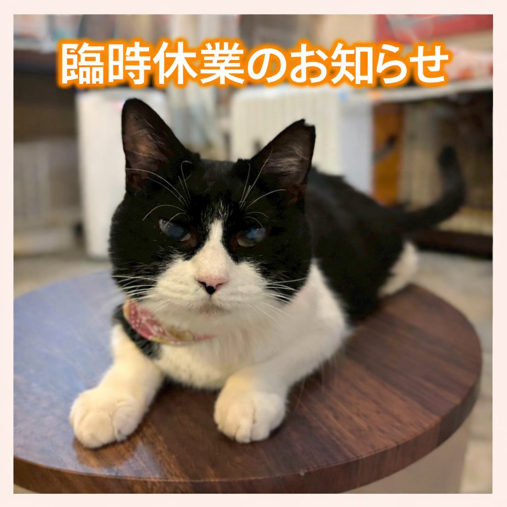 保護猫カフェ　ネコリパブリック岐阜店(公式) tweet media