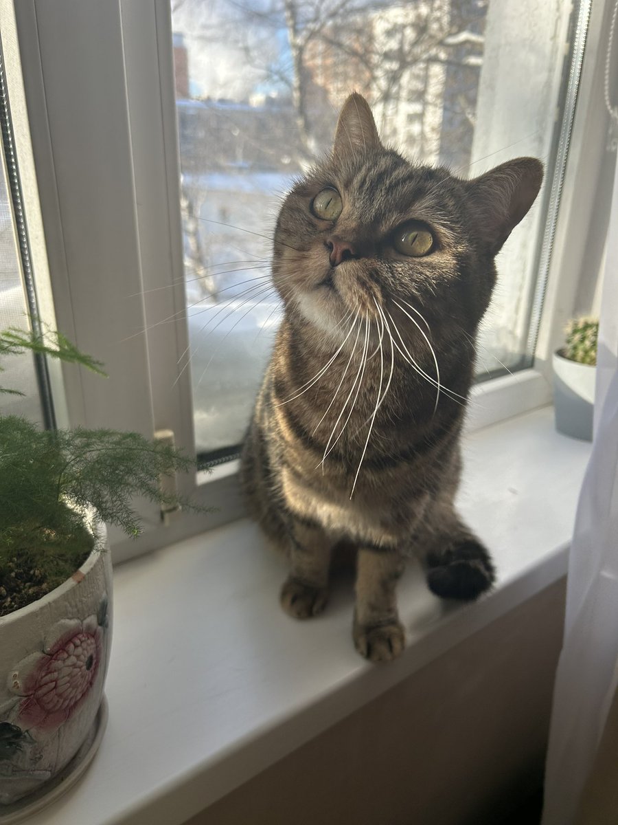 BLYAH.Canary tweet media