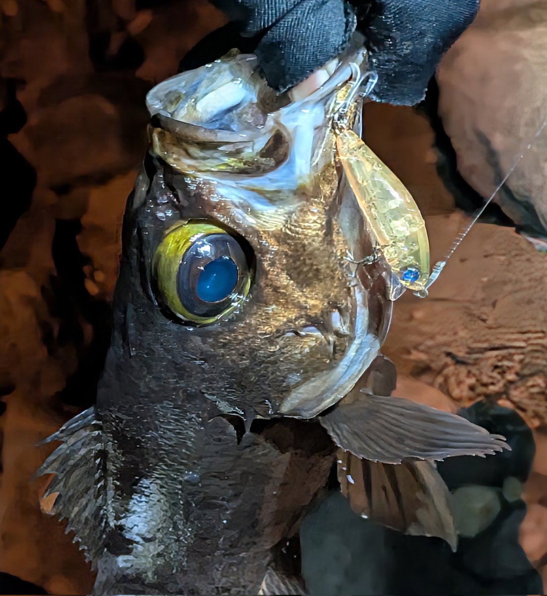 江野澤 健介（エノケン） (@eno___ken) / Posts / X