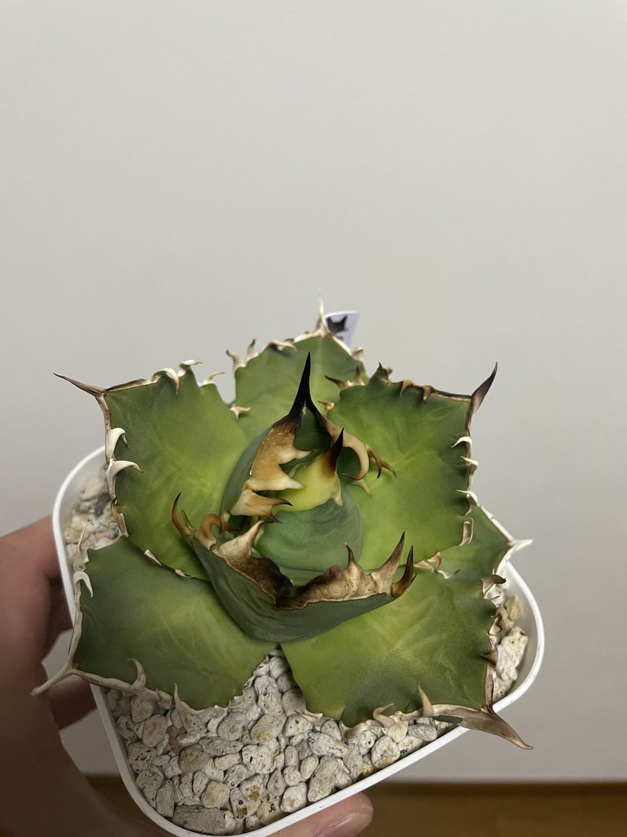 アガベryu (@ryu1086290) / Posts / X