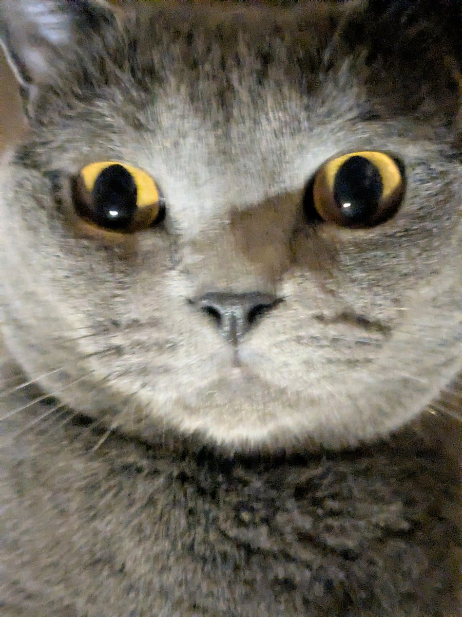 たぬを (@nekonotanukikun) / Posts / X