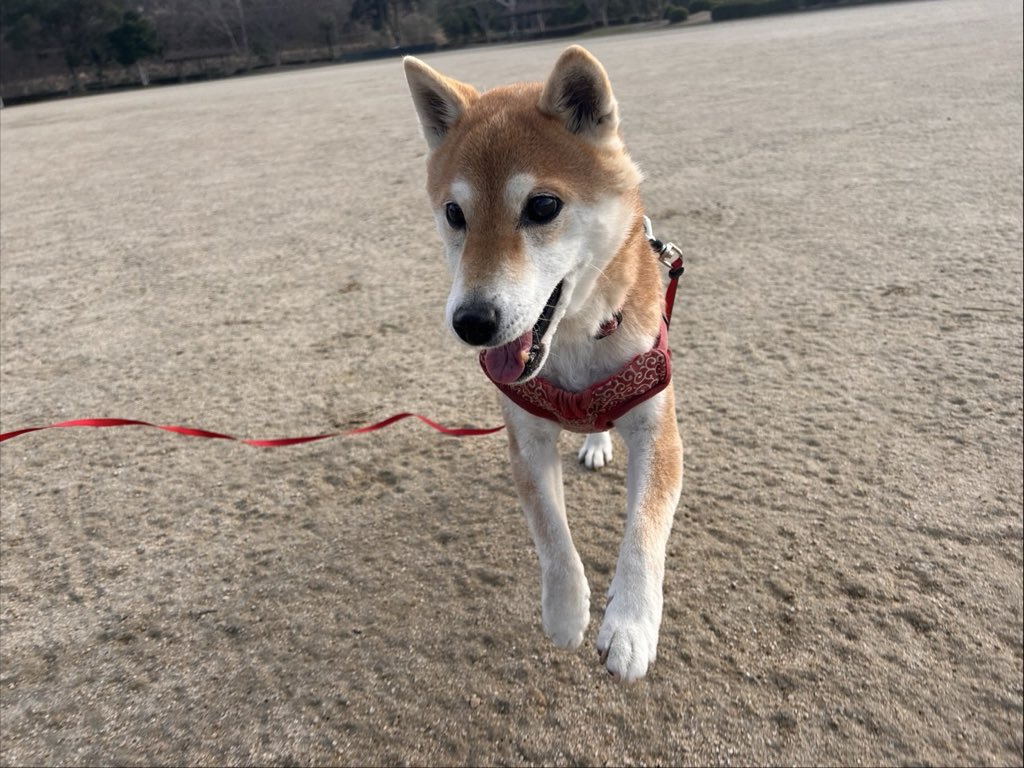 15歳とは思えぬ躍動感