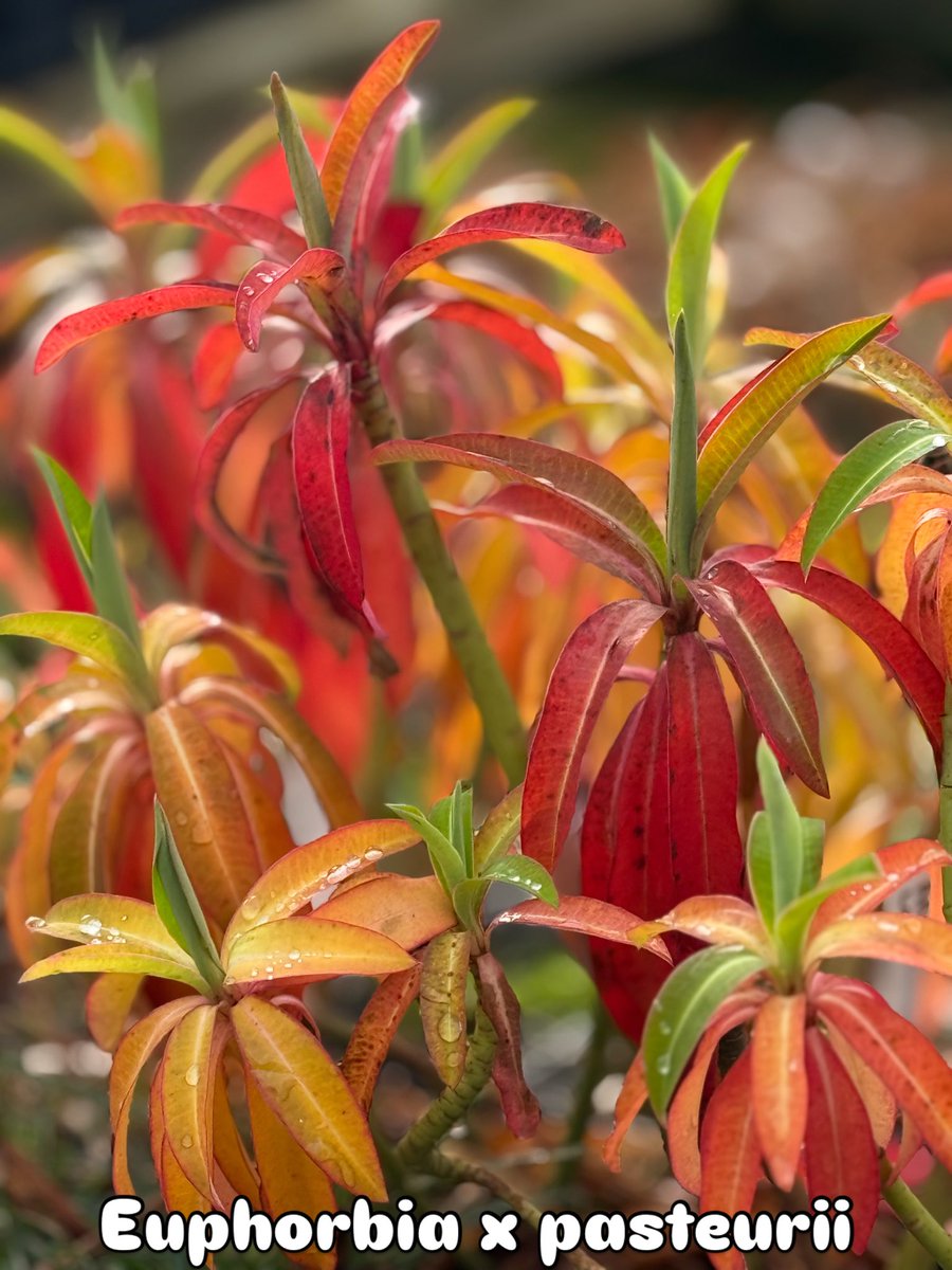 IrisesSeagate's tweet photo. Euphorbia x pasteurii is standing out at the moment with its firey winter tones! #euphorbiapasteurii #wintercolour #hardyplants #feburary #horticulture https://t.co/YpejmtDTGx