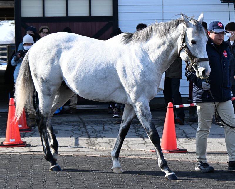 pakapakakobo's tweet photo. 【アロースタッド種牡馬展示会】
①②リュウノユキナ
③④ユニコーンライオン

アロースタッド公式サイト https://t.co/Gxs9rZaQwo
※種牡馬展示会は生産者・競馬関係者限定。 https://t.co/4aFmmfDBCu