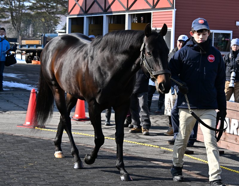 pakapakakobo's tweet photo. 【アロースタッド種牡馬展示会】
①②リュウノユキナ
③④ユニコーンライオン

アロースタッド公式サイト https://t.co/Gxs9rZaQwo
※種牡馬展示会は生産者・競馬関係者限定。 https://t.co/4aFmmfDBCu
