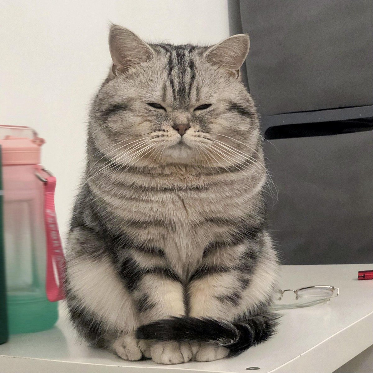 Ibra__506's tweet photo. 从巴掌大的奶猫到能踩奶的“小肉球”，原来成长就是：爪子变粗了，胆子变大了，对我的依赖却一点没少～ https://t.co/cNnvLa61rQ