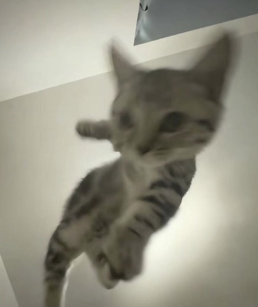 WkfxjfrP's tweet image. 이렇게 역동적인 고양이 사진은 처음이야