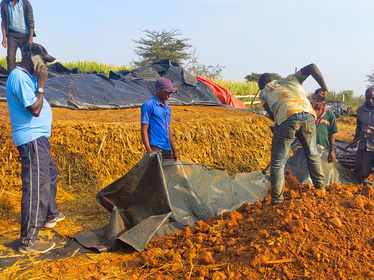 Contact us for the best silage for your livestock 📞0785876331