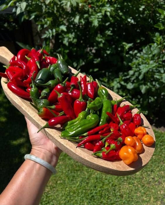 Good Afternoon 

What is this called in your language?