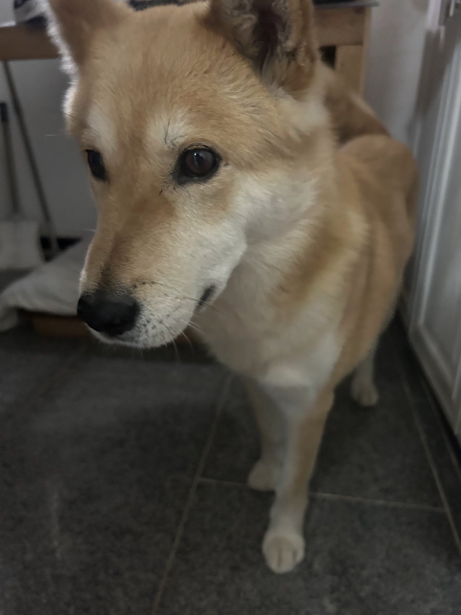 개발자 TMI: 폴리 타워 디펜스에 나오는 강아지는 실존 인물이며 그의 이름은 누룽지이다.

#인디게임 #인디 #PolyTD #폴리타워디펜스 #폴리TD #PolyTD #1인개발 #1인개발자