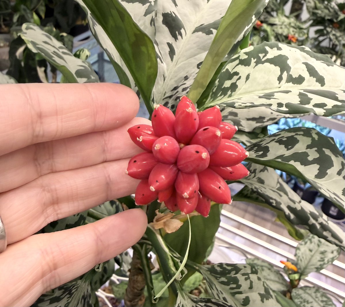 草食魂ページ KENZO (@fw_kenzo) / Posts / X