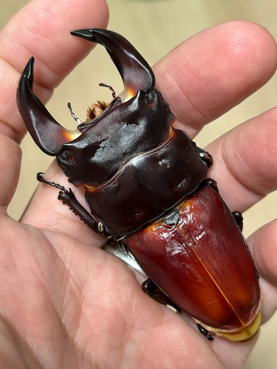 かっこええのが羽化してた。