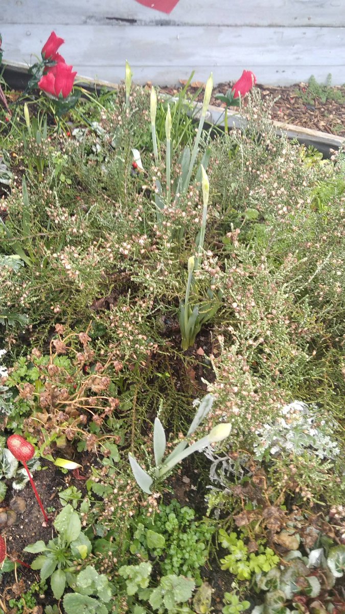 Rainbow_Stars1's tweet image. Beautiful colours, textures and so many bulbs getting ready to burst into colour this spring. 

#winterbutstillpretty
#springisonitsway
#lpftfunding