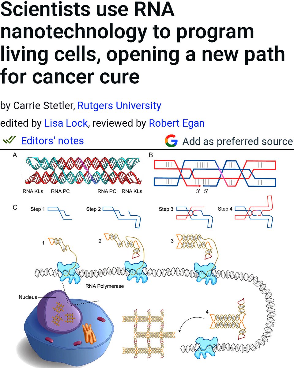 BREAKTHROUGH: Scientists engineer RNA nanostructures that self assemble inside human cells to target cancer pathways.

Researchers have developed a new form of RNA nanotechnology that is co-transcribed and self-assembled inside human cell nuclei. The study shows that synthetic