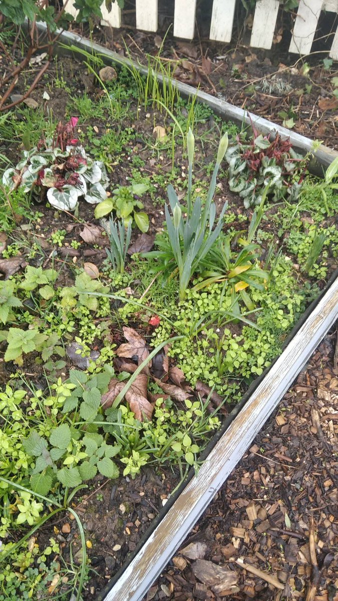 Rainbow_Stars1's tweet image. Beautiful colours, textures and so many bulbs getting ready to burst into colour this spring. 

#winterbutstillpretty
#springisonitsway
#lpftfunding