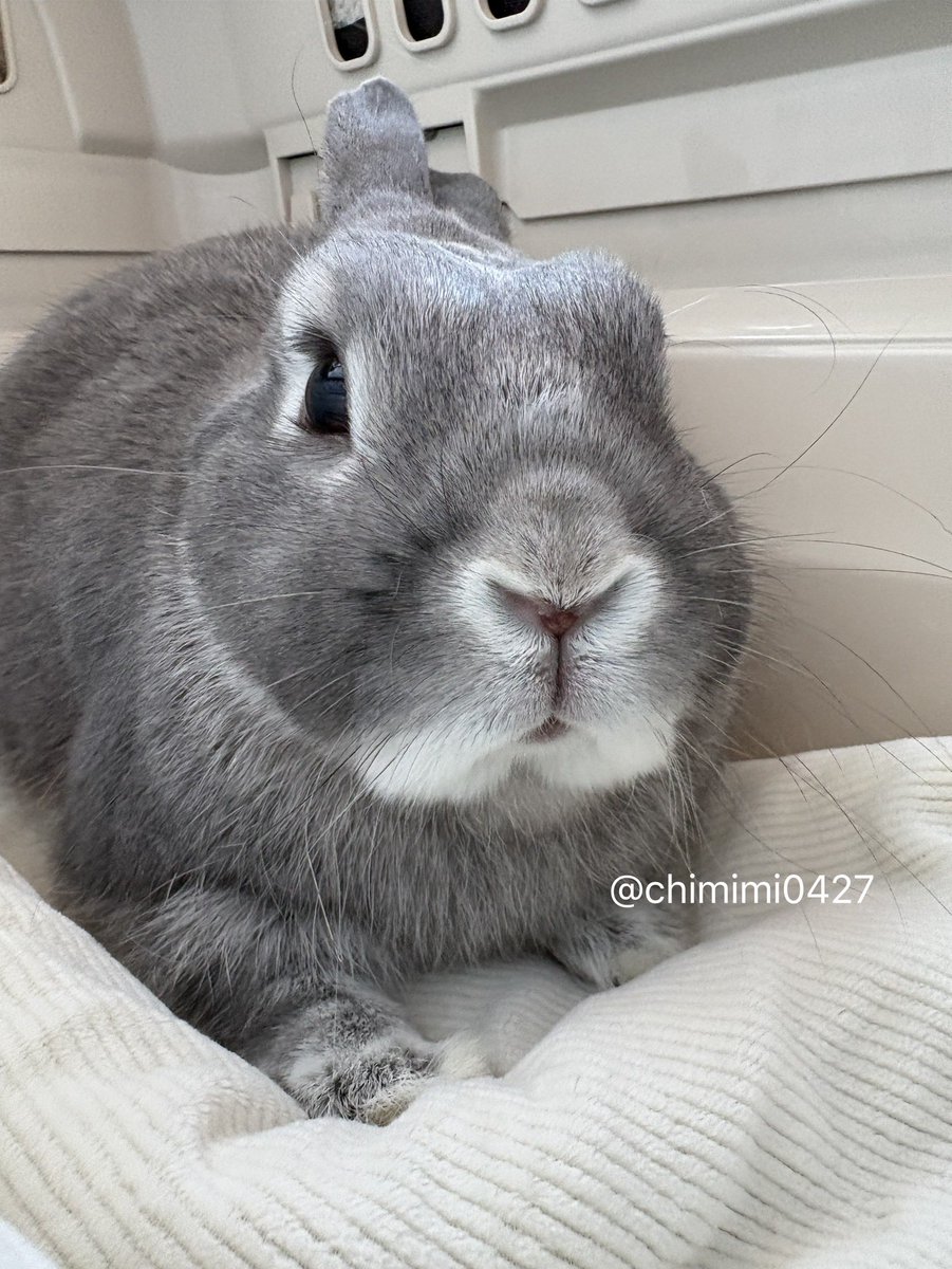 きなこ(呟き主：とん) (@0907kinako) / Posts / X