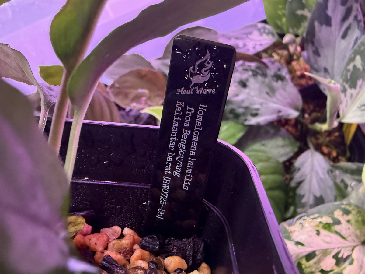 中間的色合いを狙って買ったやつやと思うけどあ、産地見ると違う