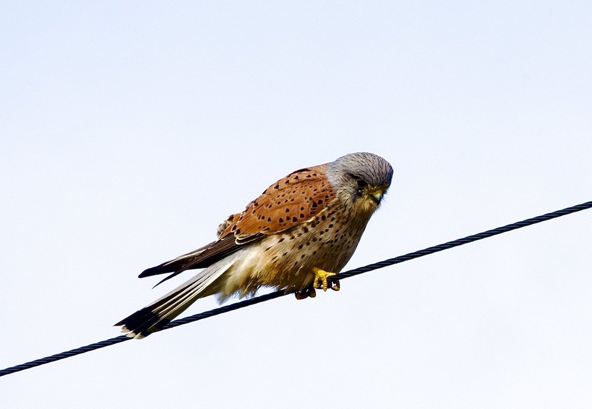 Mike Webb tweet media