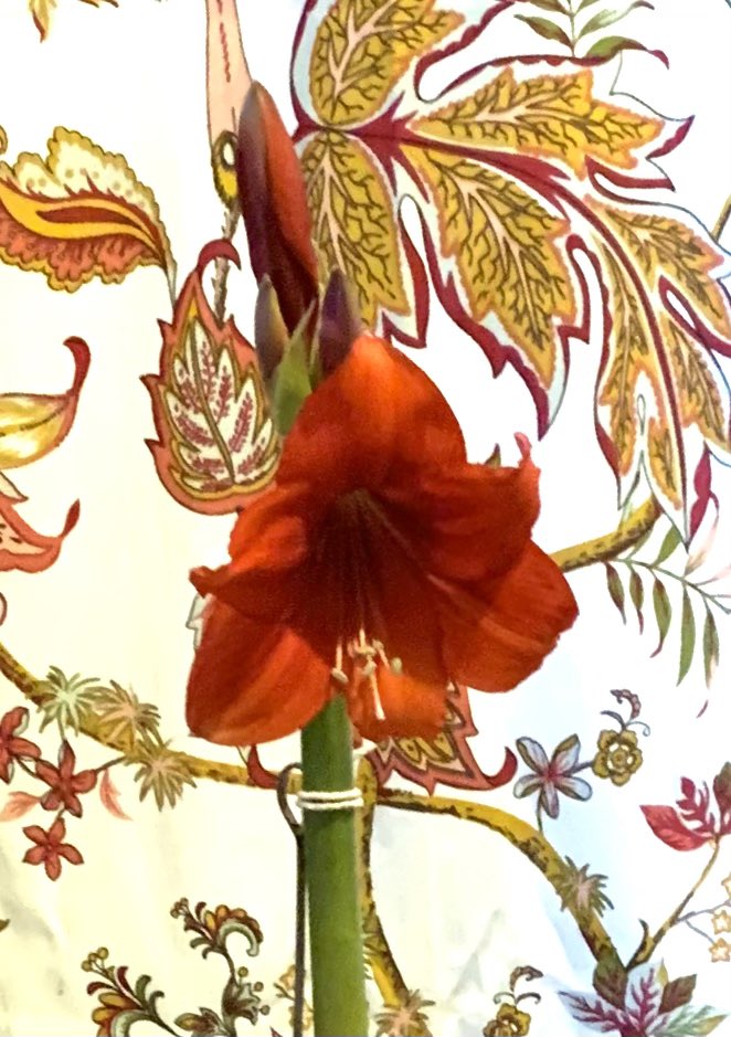 jazzymaz's tweet photo. That tenacious Amaryllis just two days later 😍
“Sprung in completeness where his feet pass” #Amaryllis https://t.co/eA735WERD9