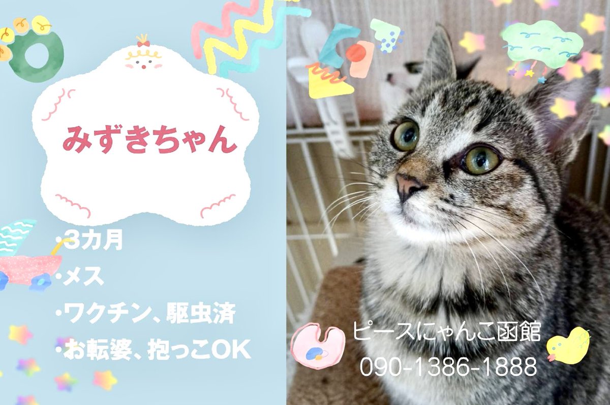 ピースにゃんこ函館＠うめこBB tweet media