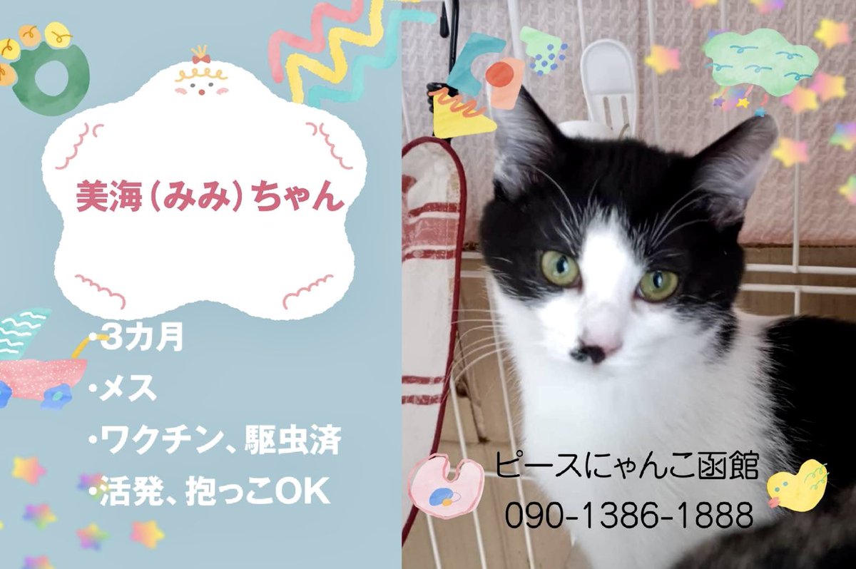 ピースにゃんこ函館＠うめこBB tweet media