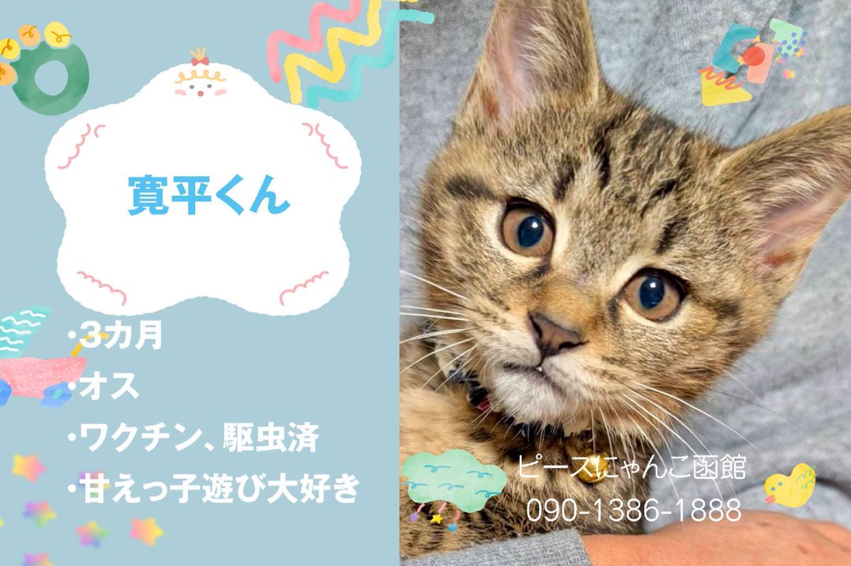 ピースにゃんこ函館＠うめこBB tweet media