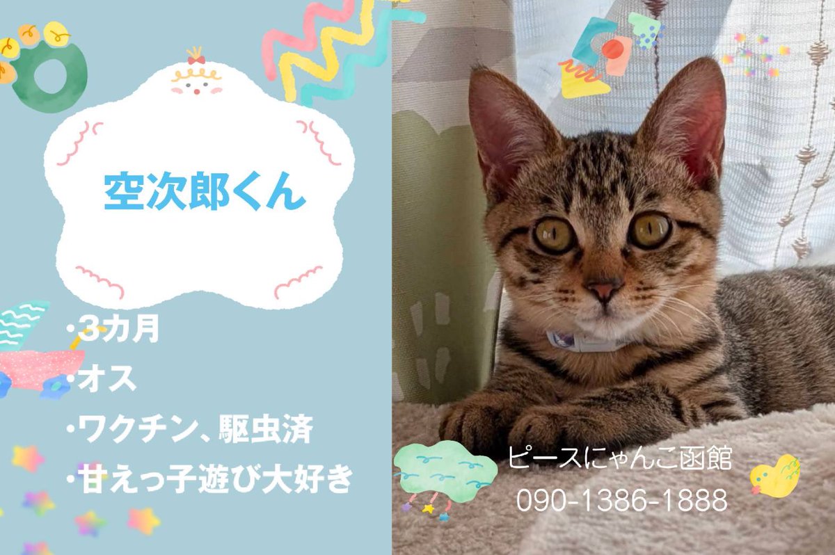 ピースにゃんこ函館＠うめこBB tweet media