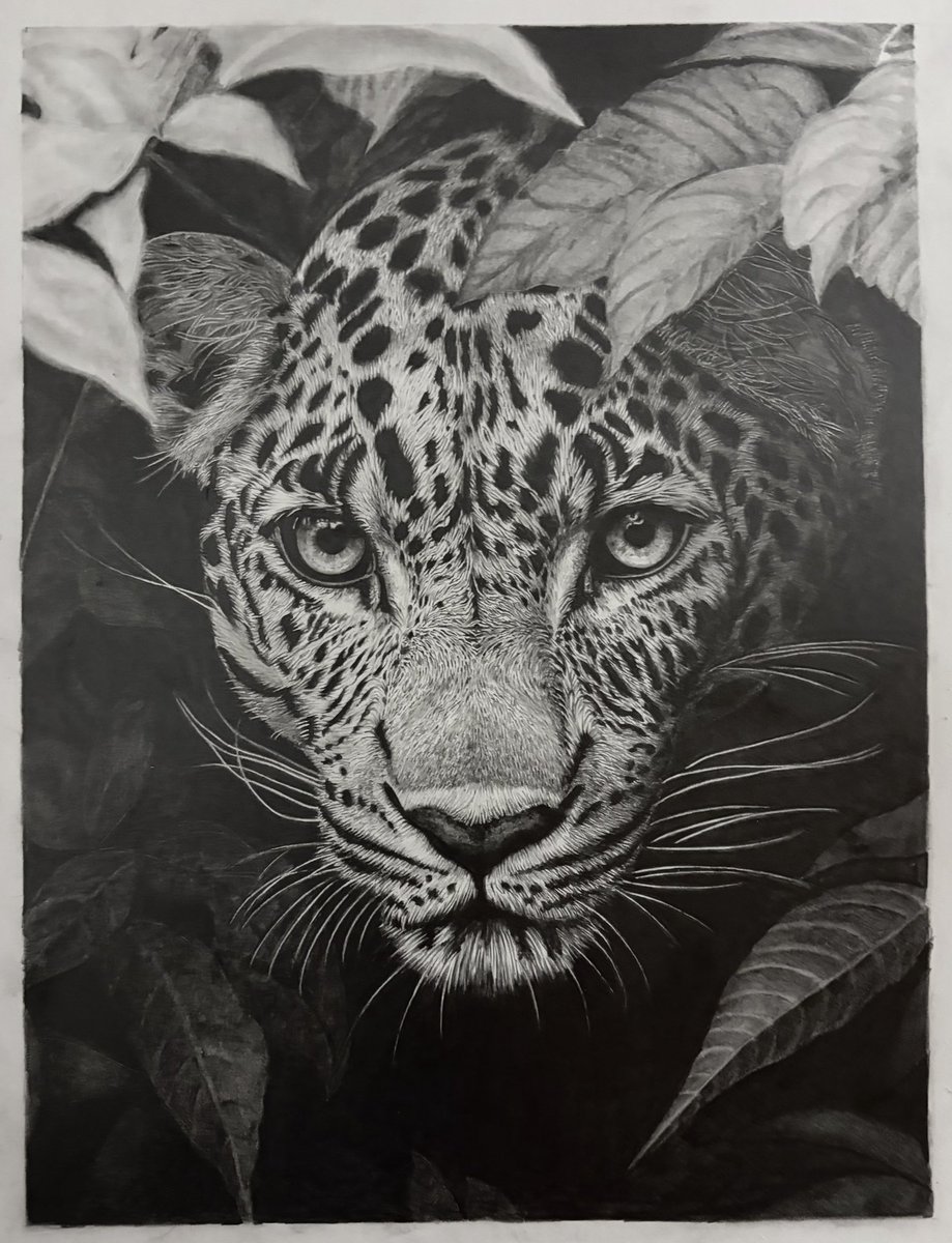 豹 🐆 鉛筆画✏️ A4ケント紙 完成。 50時間くらい 毛並みと瞳の質感で