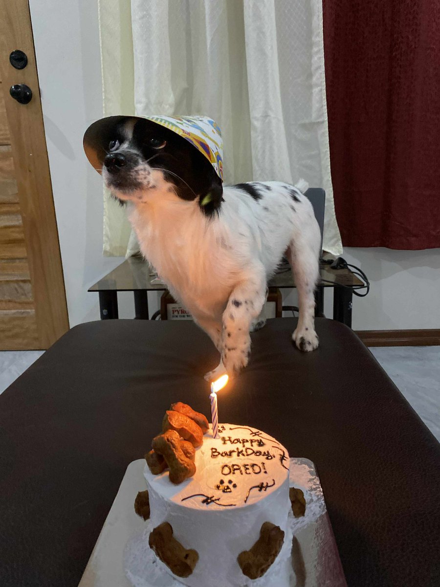 kimmyjiwon's tweet photo. Happy barkday oyong! https://t.co/U7wBlOKdaP