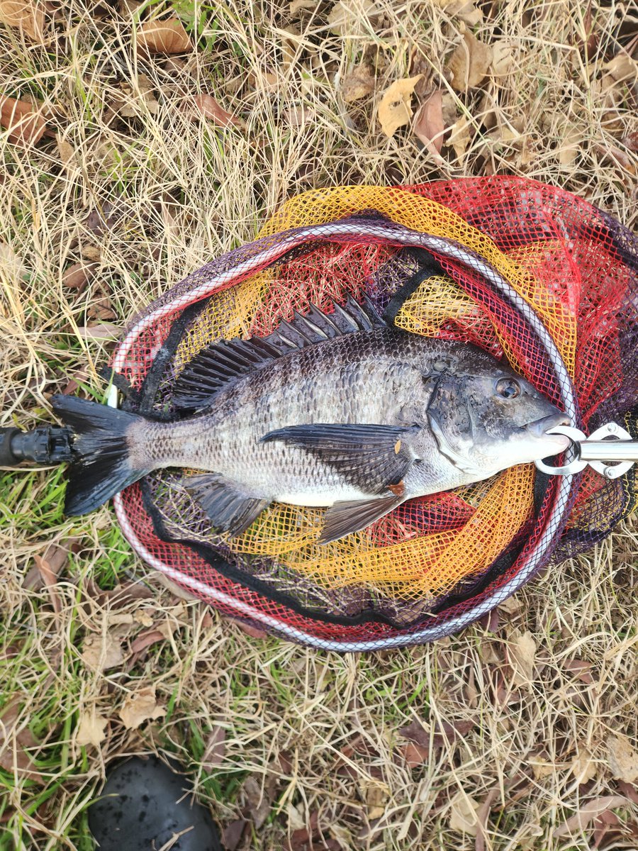 ツヨっさん tweet media