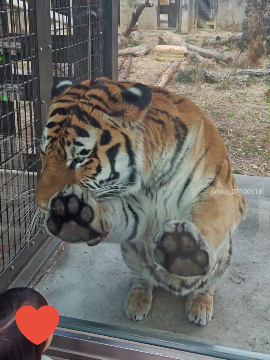 今日のアース🐯