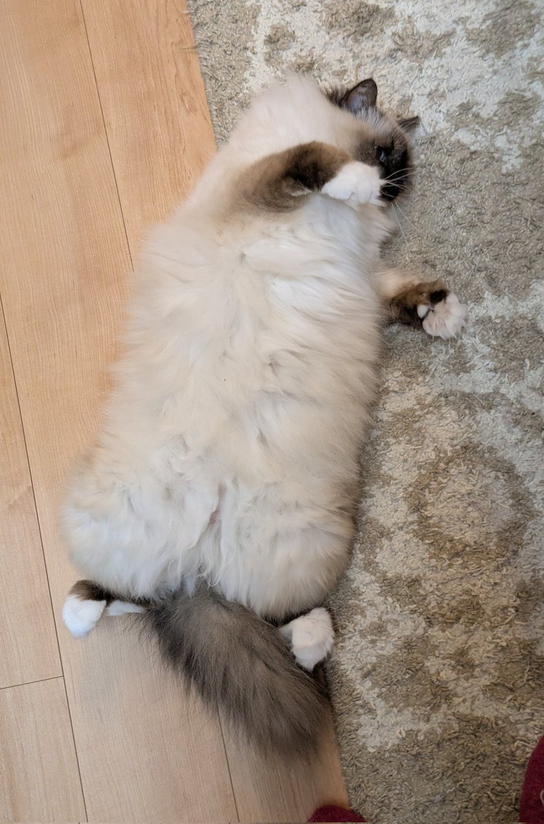 青い瞳のねこ (@jayro8376) / Posts / X