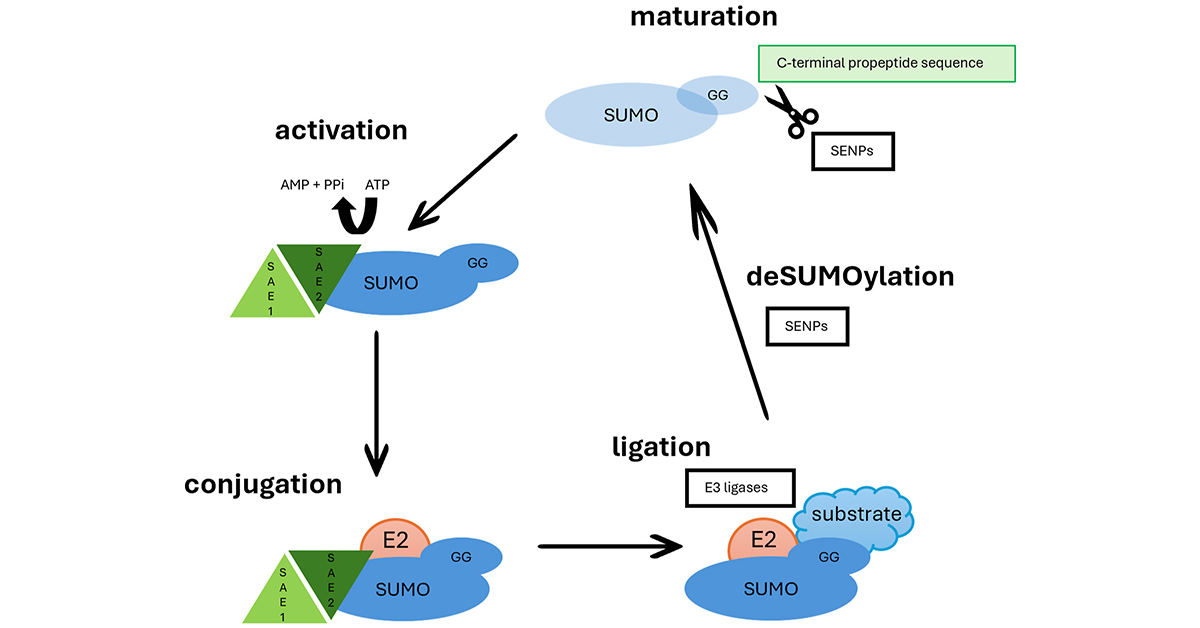 GenesNDiseases's tweet image. This review shows how dysregulated #SUMOylation drives #glioblastoma aggressiveness via #cellcycle, AKT, #microRNAs &amp;amp; #DNARepair, highlighting Ubc9/SAE1 as targets and SUMO inhibitors as promising strategies against proliferation &amp;amp; resistance.

#OpenAccess:
