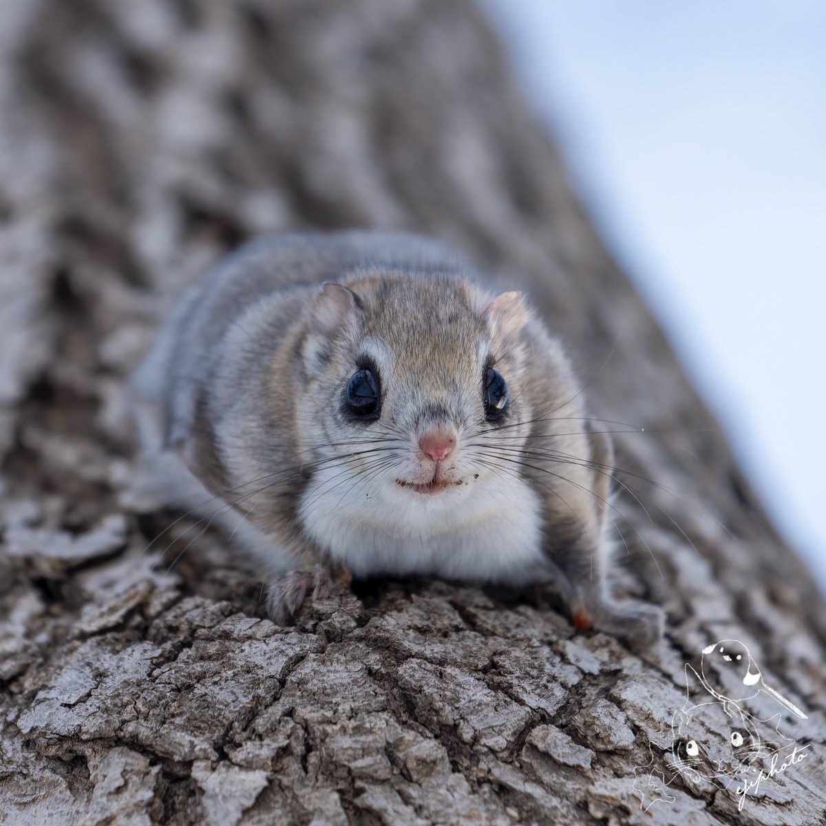 2026.1.15〜19 in 北海道 #北海道3大かわいい動物