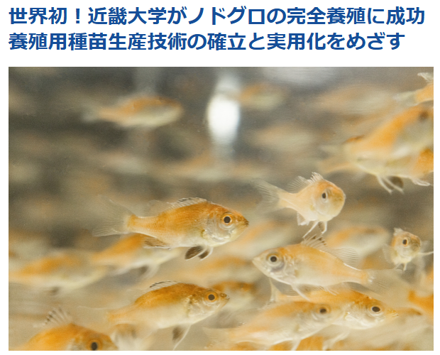 世界初「白身のトロ」高級魚ノドグロ🐟完全養殖成功

近畿大　漁獲時期が限られ、希少性が高い「白身のトロ」と呼ばれる人気魚🐟ノドグロ(アカムツ)の完全養殖に成功

マダイやブリより成長が遅い事、ノドグロの9割以上がオスになる事が課題だが、2030年頃の商品化を目指す
asahi.com/articles/ASV25…