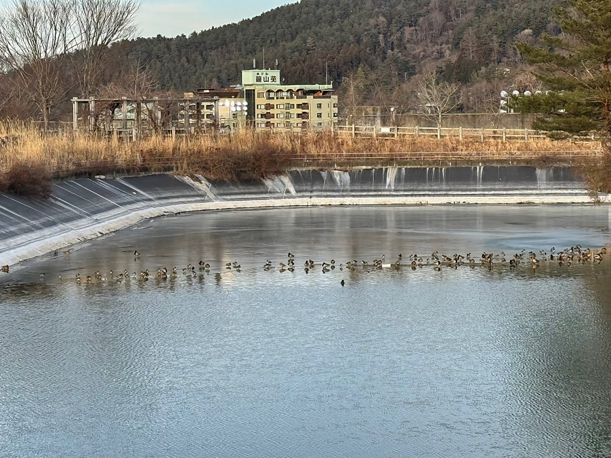 ワトソン ∪•ᴥ•∪ ゴールデンレトリバー tweet media