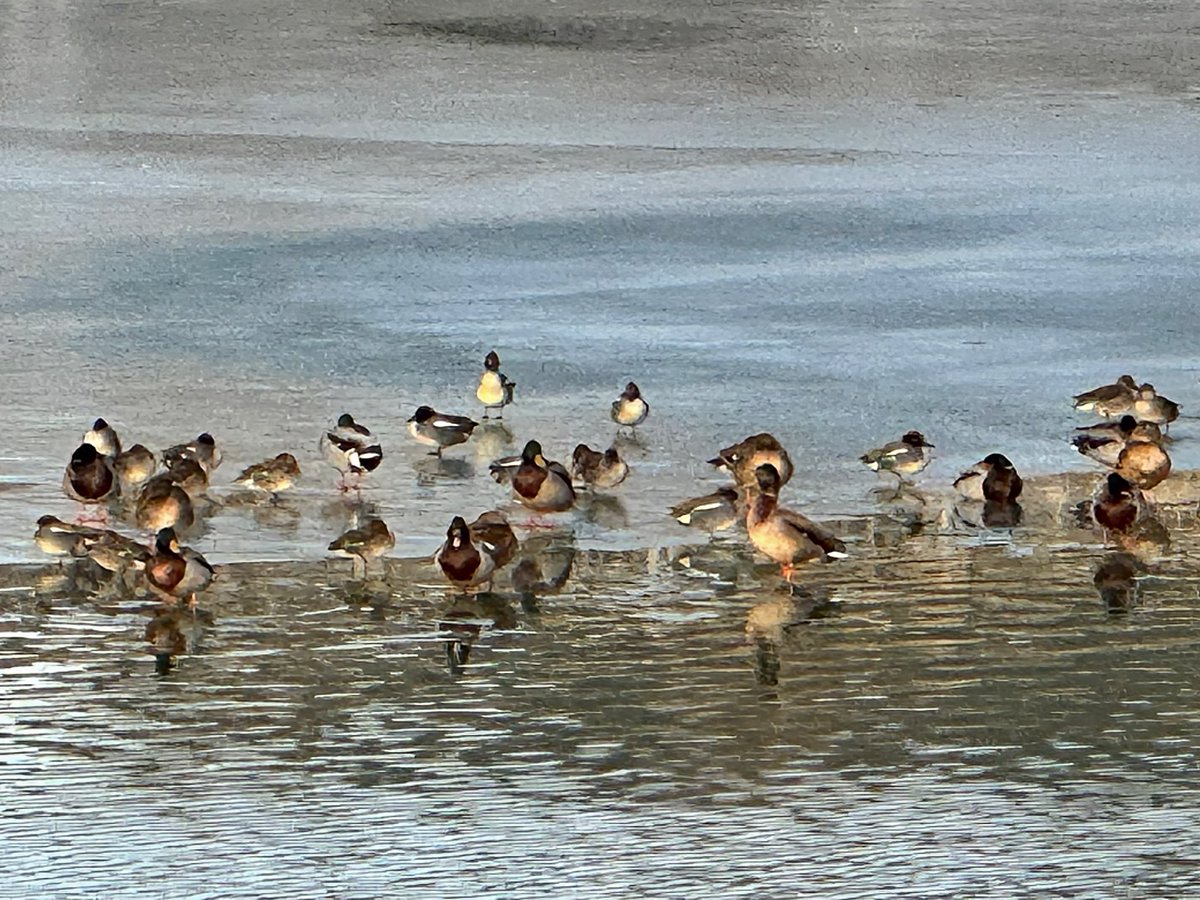 ワトソン ∪•ᴥ•∪ ゴールデンレトリバー tweet media