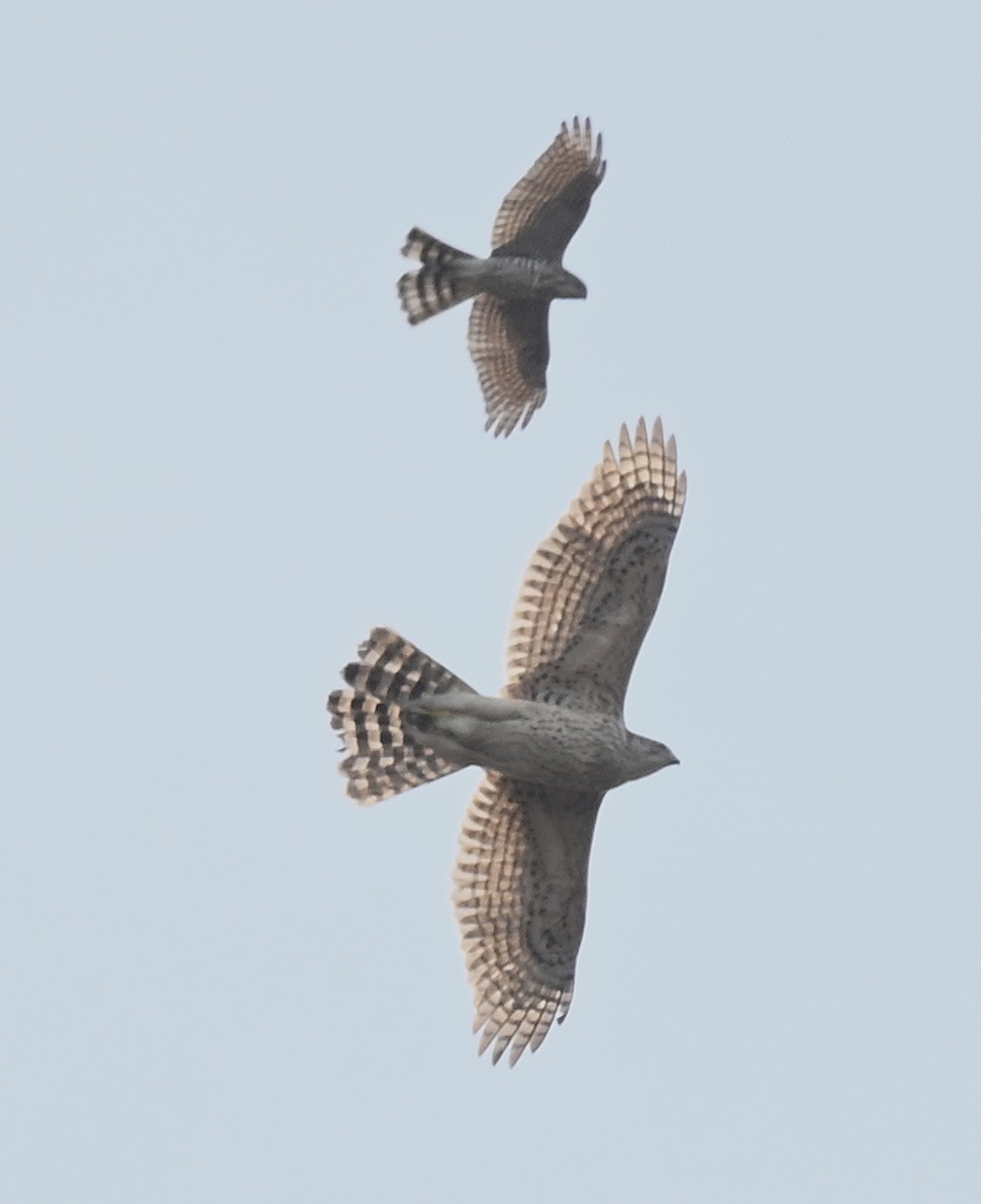 鳥屋でなければ親子かと。