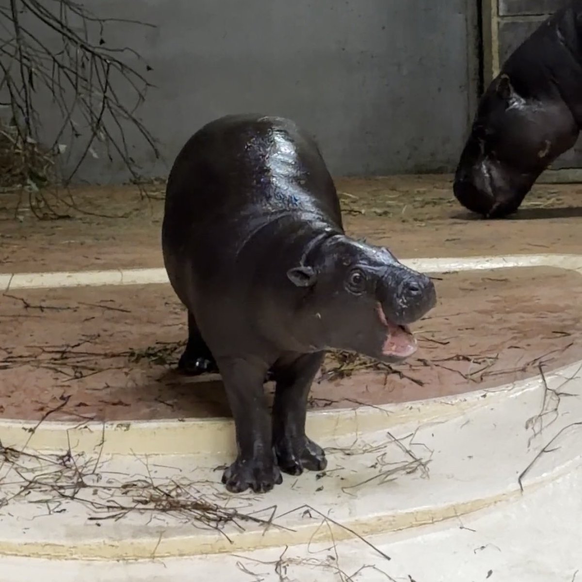 くんちゃん エーッ！？ シャオくんとレイちゃん中国に行っちゃったんでしゅか