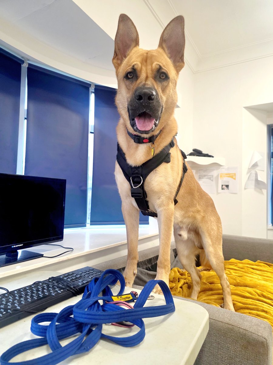 DT_Leeds's tweet image. OK Buddy, we know its time to get to work!! 🤣

Find out more about the world's best alarm clock here 👉 dogstrust.org.uk/rehoming/dogs/…

#GermanShepherd #RescueDog #AdoptDontShop @DogsTrust