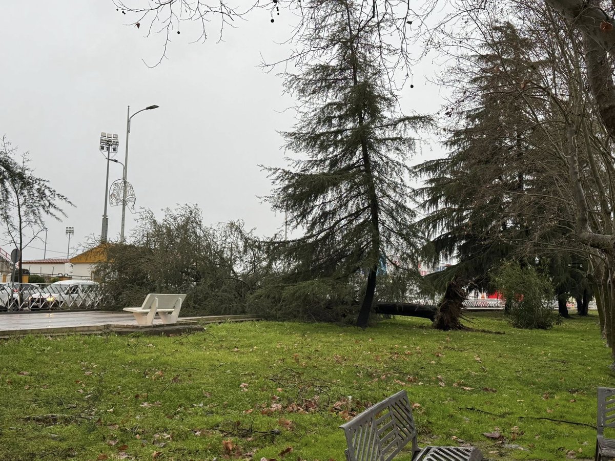 🚨 La caída de un árbol a primera hora de la mañana de este jueves corta ambos sentidos de la avenida Alonso Martín de Don Benito. Efectivos de la Policía Local ya se encuentran en el lugar para acordonar la zona y ordenar el tráfico.
