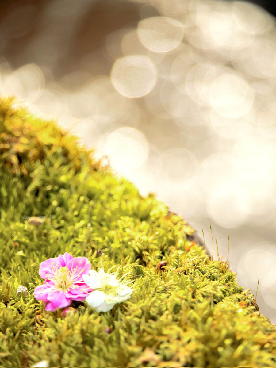 苔庭に紅白の梅こぼれ、光の海へ溶けゆく。