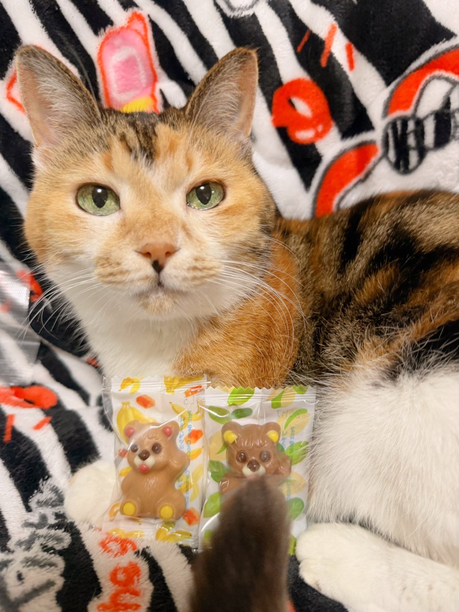 Post by あめちゃん🐱 on X: 🐱